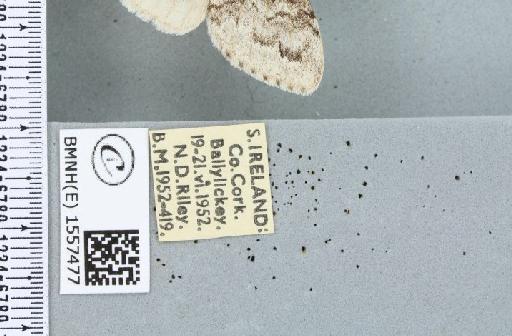 Calliteara pudibunda (Linnaeus, 1758) - BMNHE_1557477_label_254960