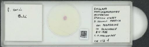 Parthenolecanium corni (Bouche, 1844) - 010137559_117397_1101018
