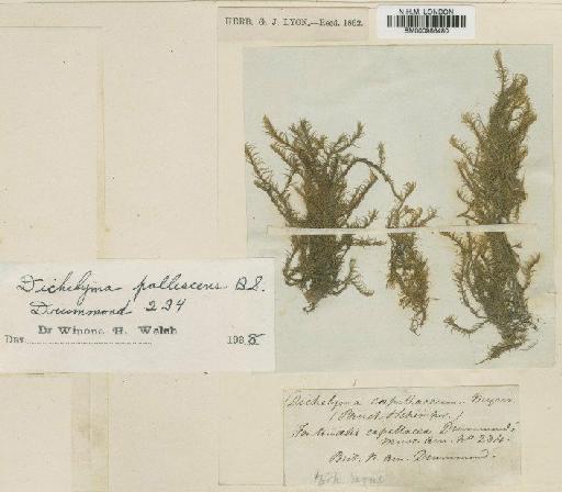 Dichelyma pallescens Bruch, Schimp. & W.Gümbel - BM000986480