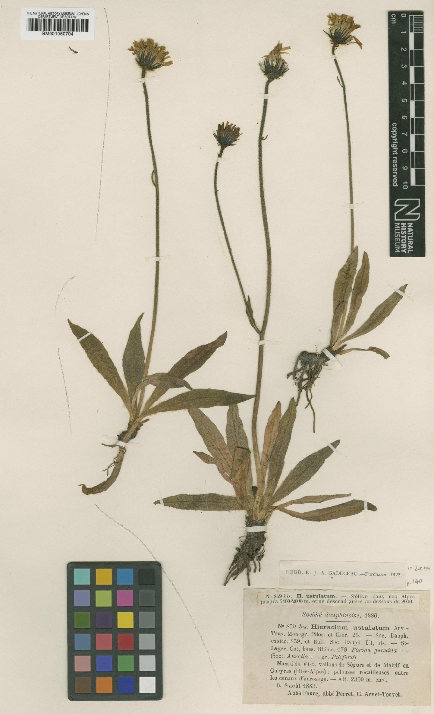 To NHMUK collection (Hieracium armerioides subsp. ustulatum (Arv.-Touv.) Zahn; TYPE; NHMUK:ecatalogue:2398181)