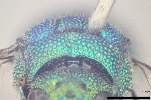 Odontochrydium irregulare (Mocsary, A., 1914) - 010812294-NHMUK-Odontochridium_irregulare-type-dorsal_mesosoma-anterior-4_0x