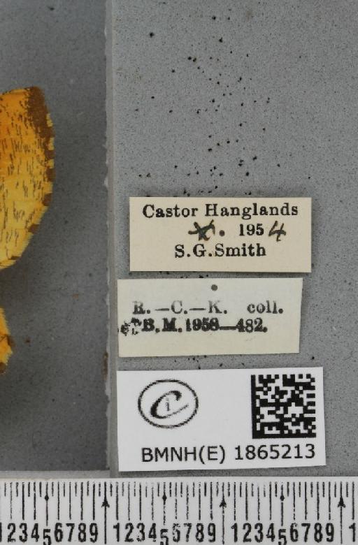 Angerona prunaria ab. fuscapicata Williams, 1947 - BMNHE_1865213_label_430801