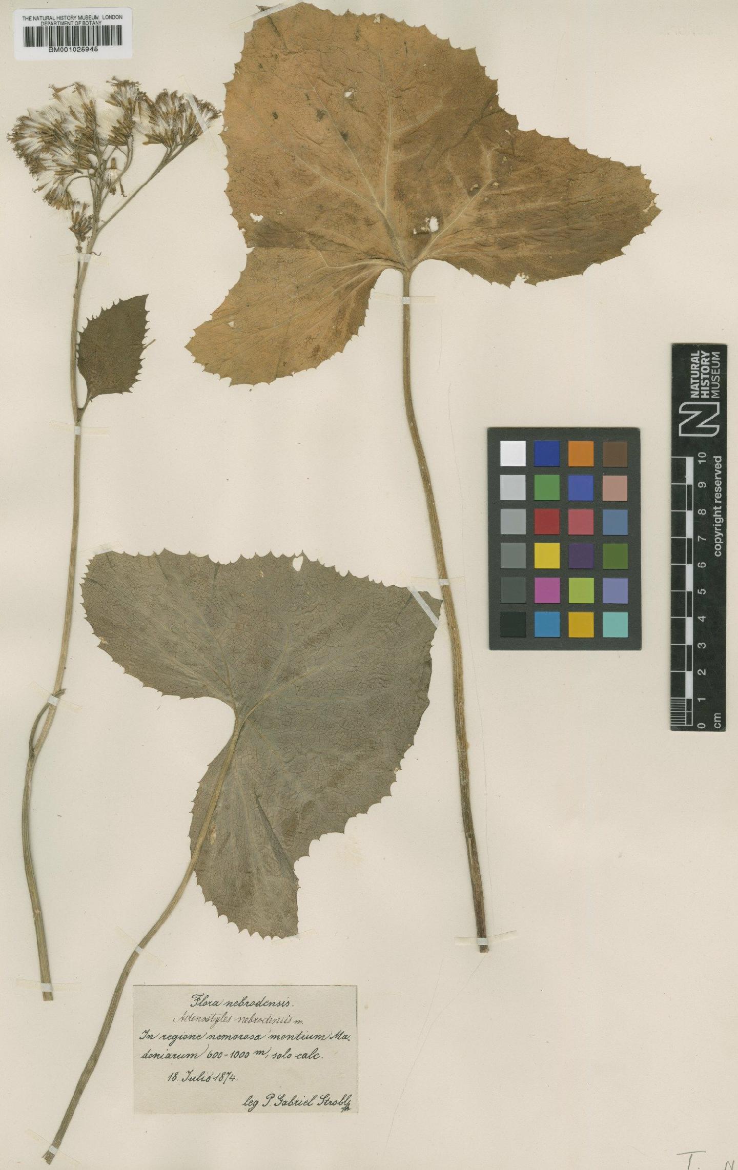 To NHMUK collection (Adenostyles nebrodensis Strobl; Type; NHMUK:ecatalogue:1920524)