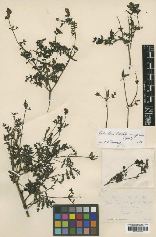 Pedicularis petelotii Tsoong - BM000997960