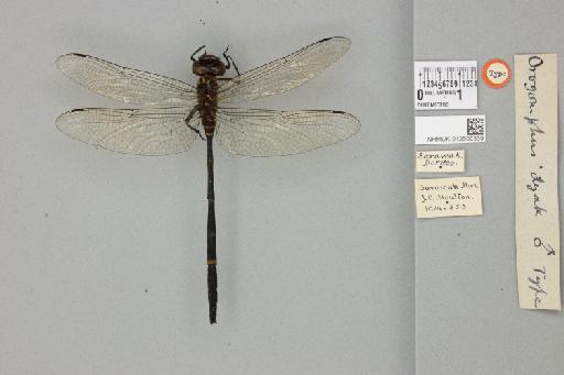 Chlorogomphus dyak (Laidlaw, 1911) - 012500339_22171_1253648