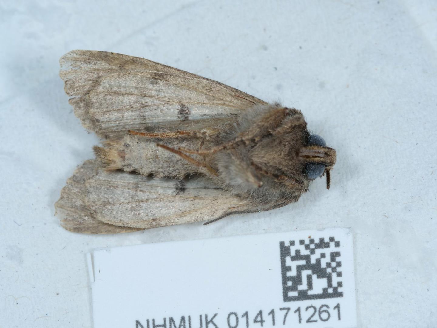 Dryobotodes tenebrosa