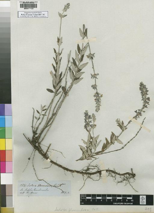 Salvia flocculosa Benth. - Spruce - BM000777429