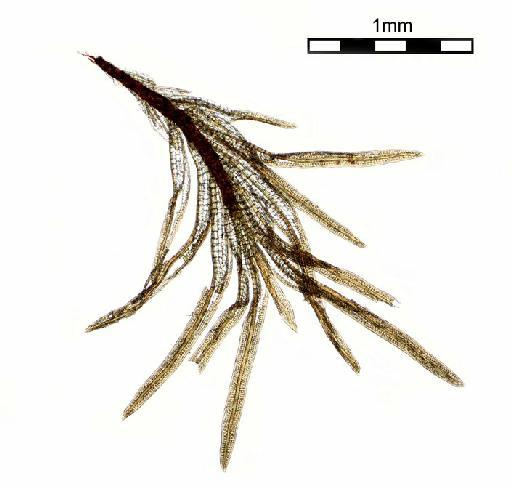 Syrrhopodon albidus Thwaites & Mitt. in Mitt. - Syrrhopodon albidus_BM000676790cluster.jpg