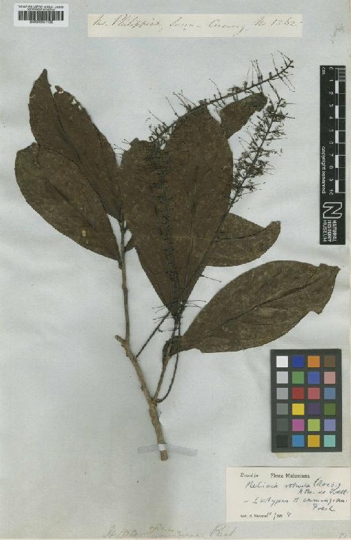 Helicia robusta (Roxb.) Blume - BM000951135