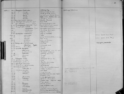 Dic calmani Stebbing, 1910 - Zoology Accessions Register: Crustacea - Budde Lund Collection 1921 & Stebbing Collection 1928: page 41