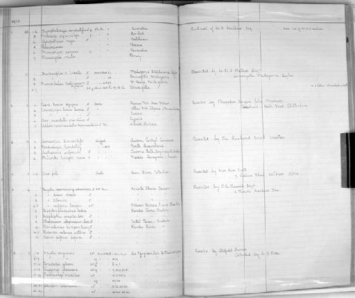 Gazella rufifrons tilonura - Zoology Accessions Register: Mammals: 1911 - 1920: page 238