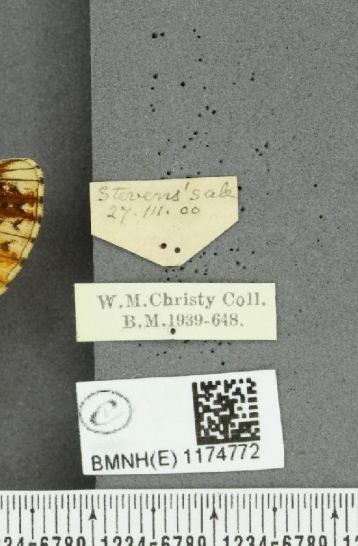 Boloria selene selene Denis & Schiffermüller, 1775 - BMNHE_1174772_label_30269