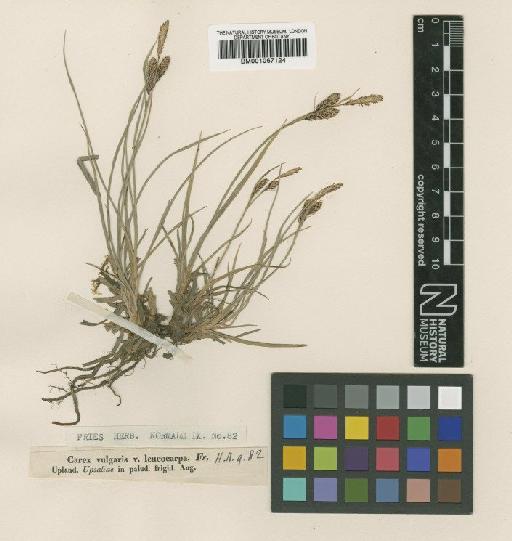 Carex nigra (L.) Reichard - BM001067124