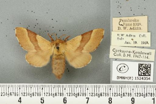 Malacosoma neustria ab. bicolor Sibille, 1927 - BMNHE_1524354_190866