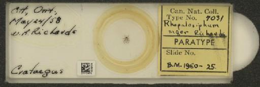 Rhopalosiphum niger Richards, 1960 - 010104475_112775_1095921