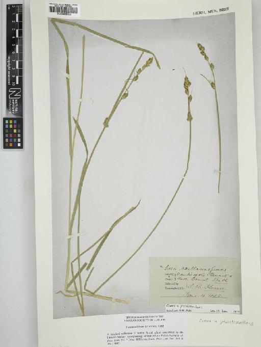 Carex × pseudoaxillaris K.Richt. - BM000955628   Carex pseudoaxillaris