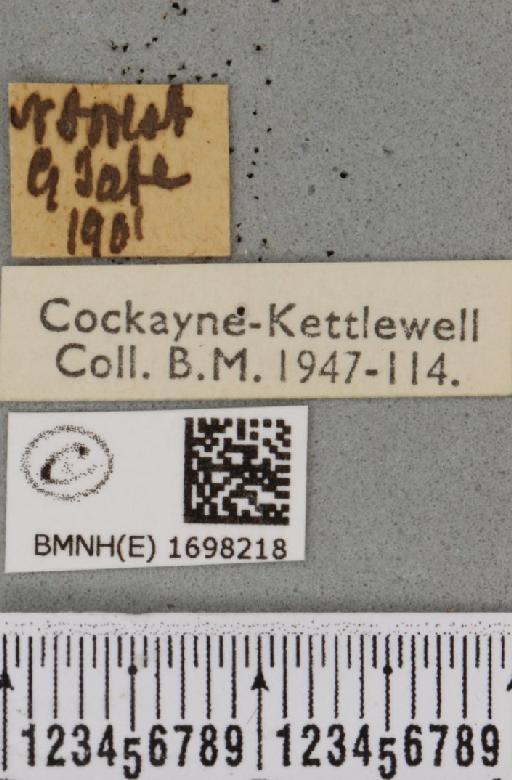 Nycteola revayana ab. obscura Warren, 1913 - BMNHE_1698218_label_295295