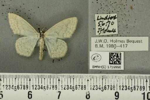 Scopula floslactata floslactata (Haworth, 1809) - BMNHE_1716960_271317