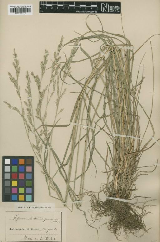 Festuca arundinacea Schreb. - BM001067176