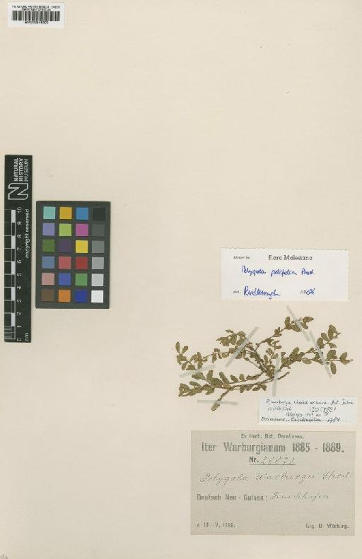Polygala polifolia C.Presl - BM000946301
