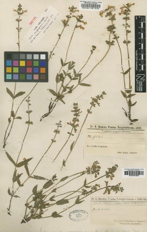 Salvia caaguazuensis Briq - BM000993039