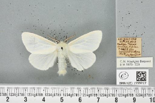 Leucoma salicis (Linnaeus, 1758) - BMNHE_1559727_250847