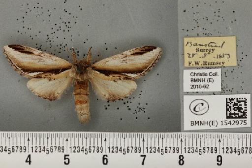 Pheosia gnoma (Fabricius, 1777) - BMNHE_1542975_246360