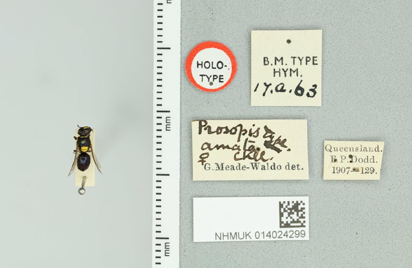 Hylaeus amatus