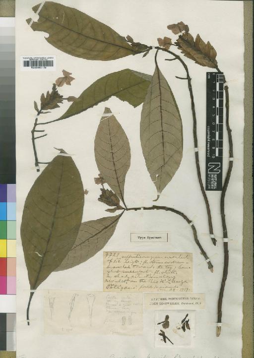 Stenandriopsis gabonica (Benoist) Heine - BM000931164