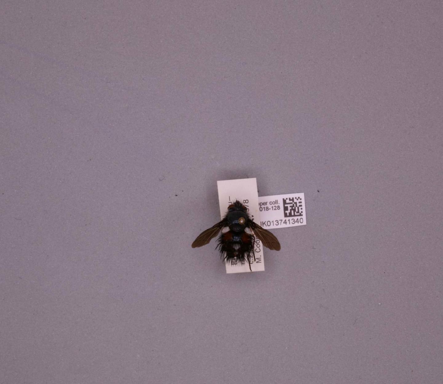 Cryptopalpus ornatus