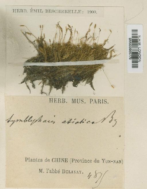 Symblepharis vaginata (Hook. ex Harv.) Wijk & Margad. - BM000965779