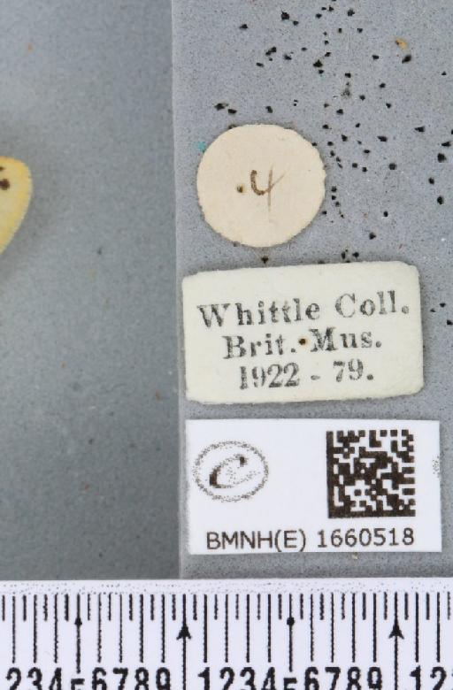 Setina irrorella (Linnaeus, 1758) - BMNHE_1660518_label_258955