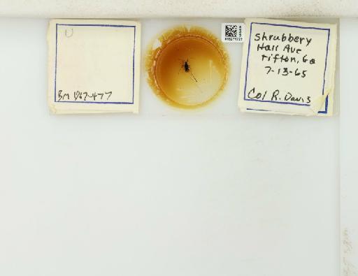 Uroleucon (Uromelan) Mordvilko, 1914 - 015271722_112830_1096654_157842_NoStatus
