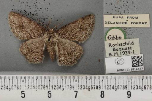 Ectropis crepuscularia ab. delamerensis Buchanan White, 1877 - BMNHE_1914437_482273