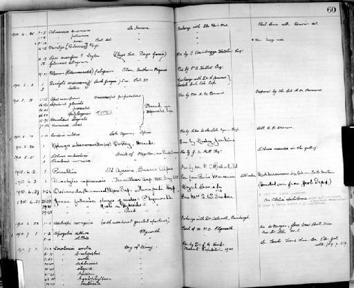 Ortmannia americana - Zoology Accessions Register: Crustacea: 1905 - 1935: page 60