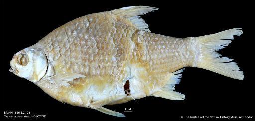 Systomus waandersi Bleeker, 1858 - BMNH 1866.5.2.198 Systomus waandersi, HOLOTYPE