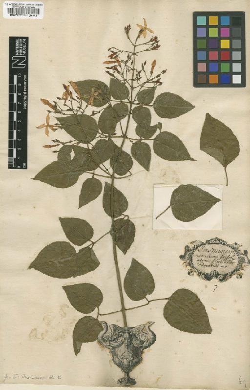 Jasminum azoricum L. - BM000557521