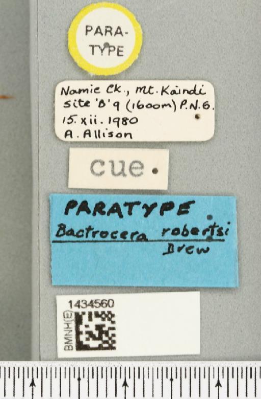 Bactrocera (Bactrocera) robertsi Drew, 1989 - BMNHE_1434560_label_28493