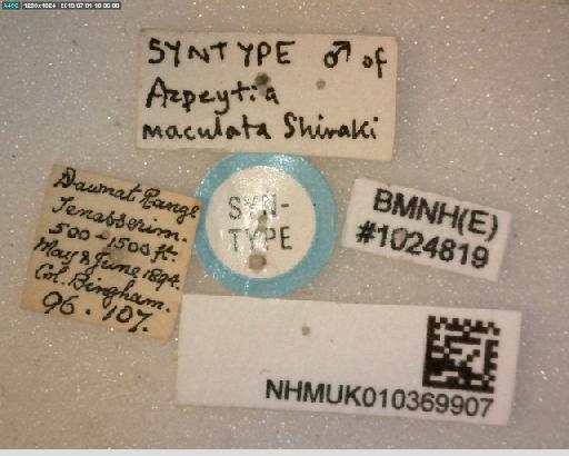 Azpeytia maculata Shiraki, 1930 - Azpeytia maculata ST labels