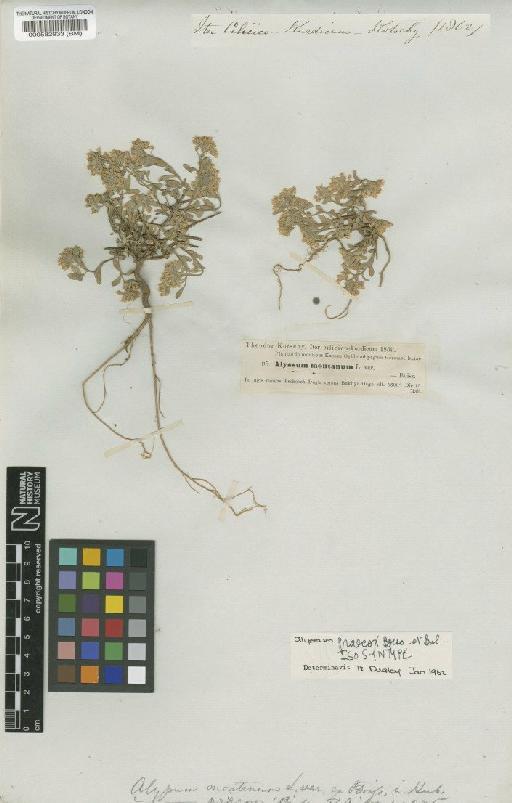 Alyssum praecox Boiss. & Bal. - BM000582933