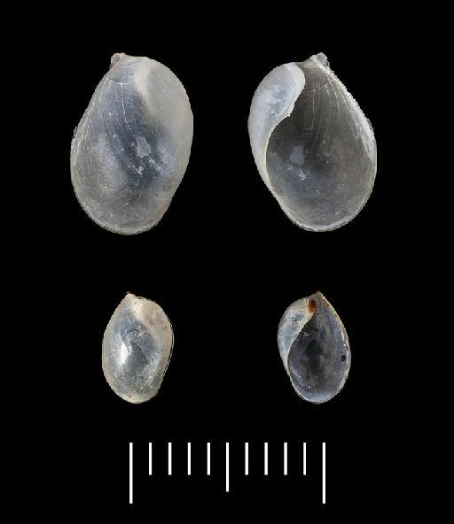 Oxynoe natalensis subterclass Tectipleura E. A. Smith, 1903 - 1899.4.14.2689-2690, SYNTYPES, Oxynoe natalensis Smith, 1903