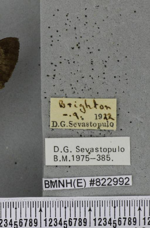 Macroglossum stellatarum (Linnaeus, 1758) - BMNHE_822992_label_206281