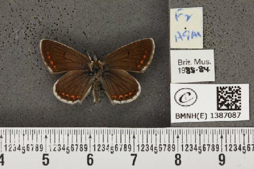 Aricia agestis x artaxerxes - BMNHE_1387087_185238