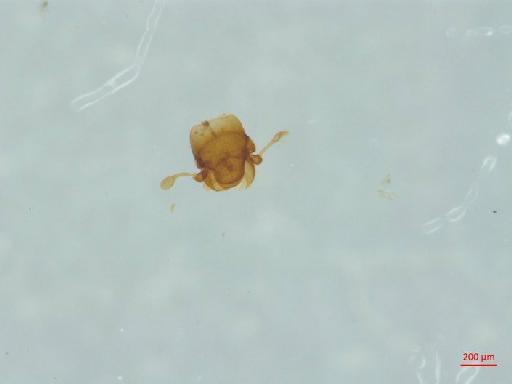 Histeridae Gyllenhal, 1808 - 010189969___2