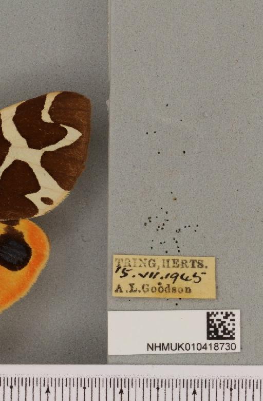 Arctia caja (Linnaeus, 1758) - NHMUK_010418730_label_531478