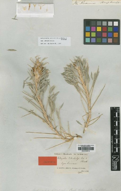 Astragalus strictifolius Boiss. - BM000885174