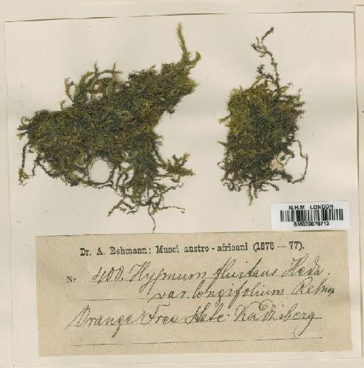 Leptodictyum riparium (Hedw.) Warnst. - BM000878713