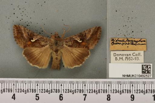 Autographa gamma (Linnaeus, 1758) - NHMUK_010492527_548185