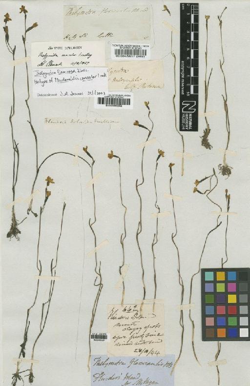 Thelymitra flexuosa Endl. - BM000690261