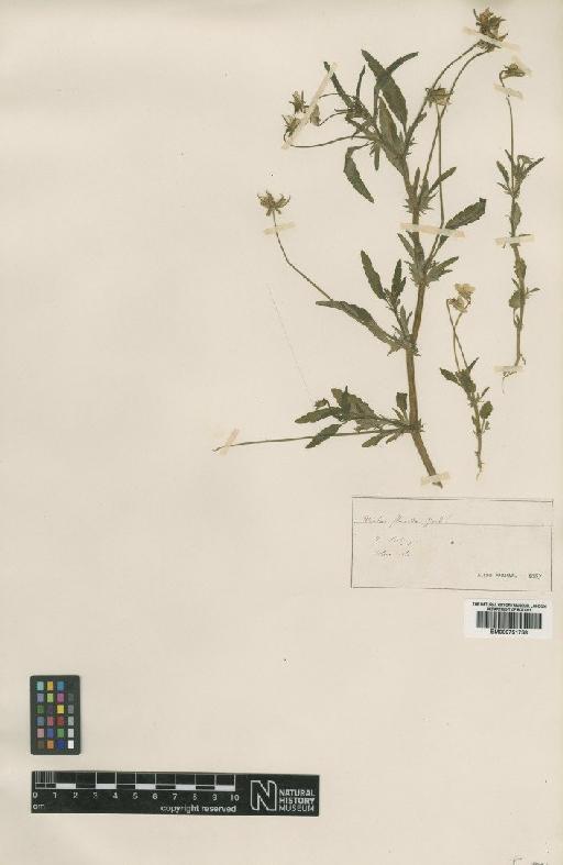 Viola tricolor L. - BM000751758